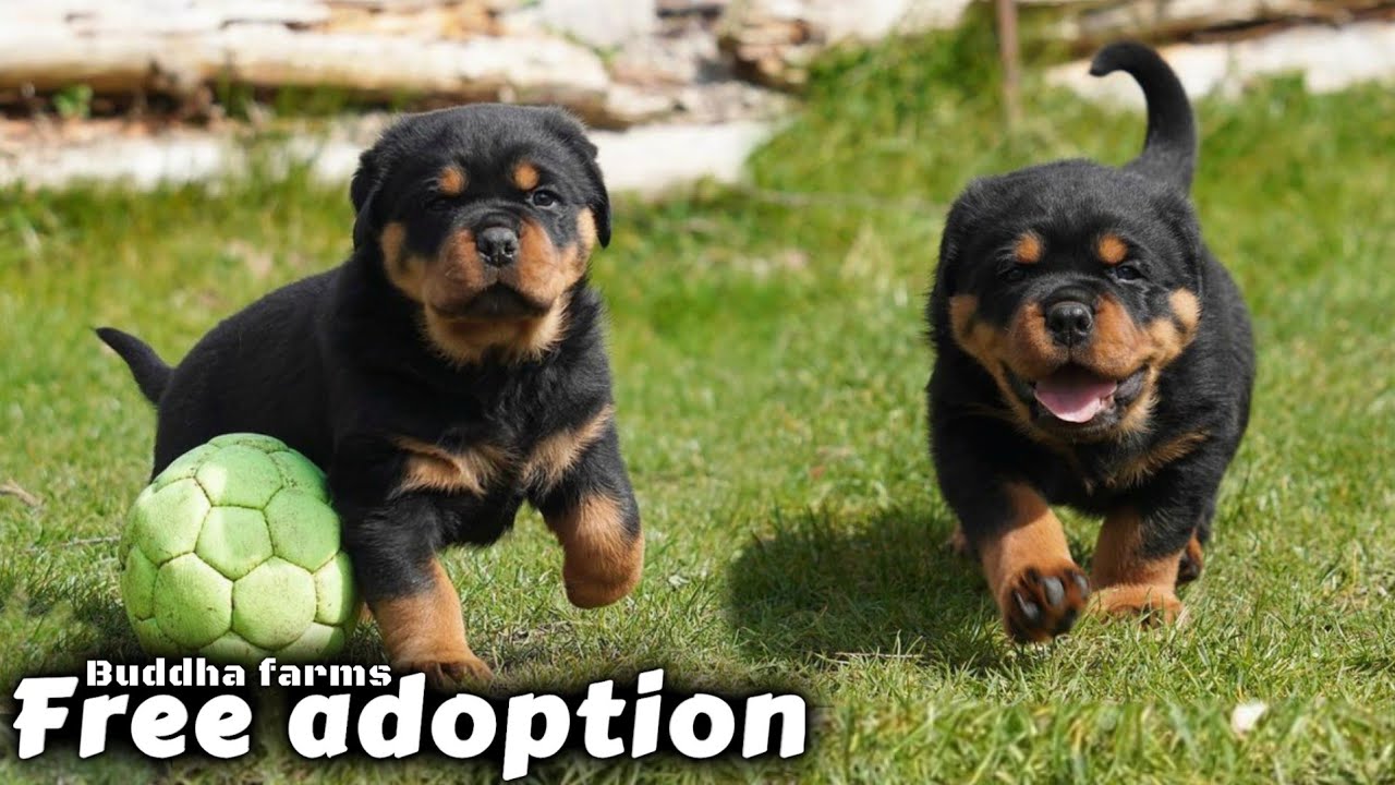 Free Free Adoption * Rottweiler puppies* ?? - YouTube