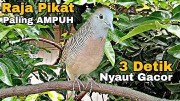 Perkutut lokal gacor Raja Pikat Paling AMPUH 3 Detik Nyaut Gacor