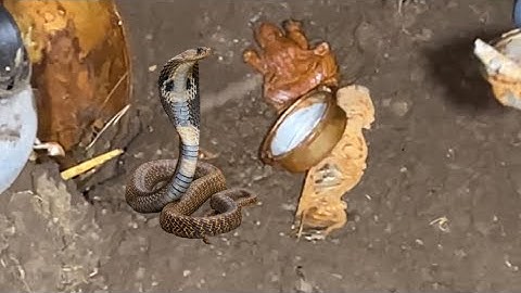 अयोध्या में जेसीबी की खुदाई के दौरान,इतने सारे विशालकाय अजगर मिले 😱