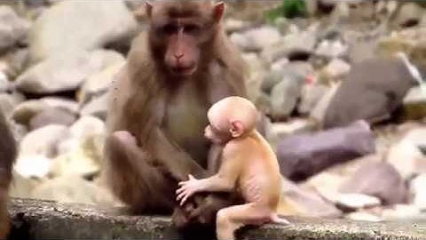 những con vật ngộ nghĩnh đáng yêu. funny animal 002 - family