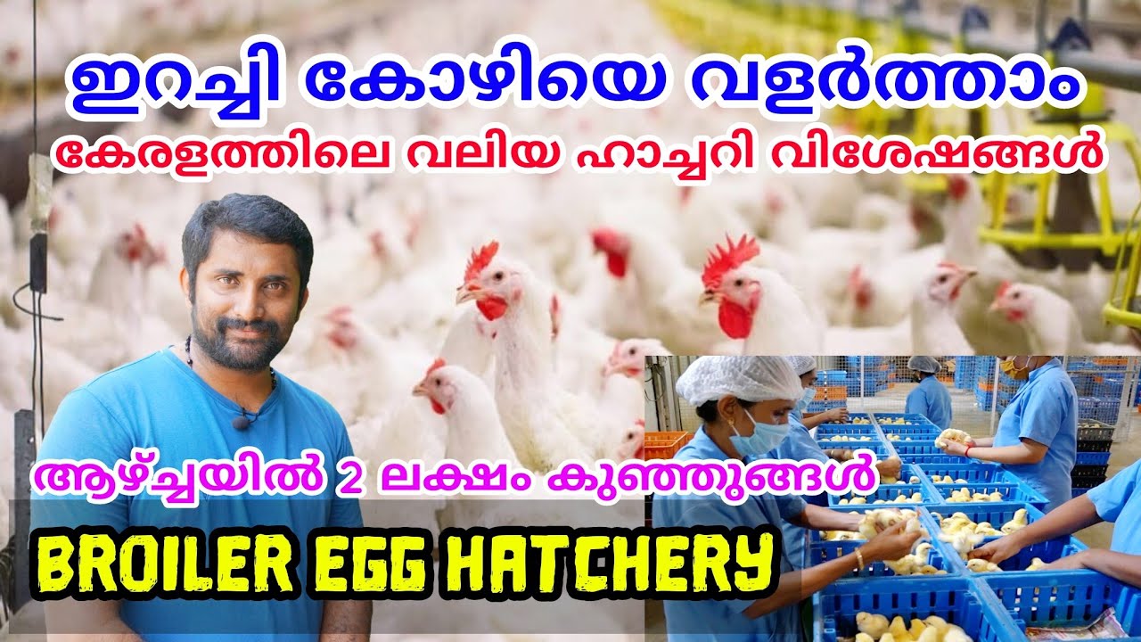 ഇറച്ചി കോഴി കുഞ്ഞുങ്ങളുടെ കേരളത്തിലെ വലിയ ഹാച്ചറി | Broiler chicks hatchery Thrissur | Delizia