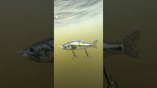 Monster Pike Eats Bass!