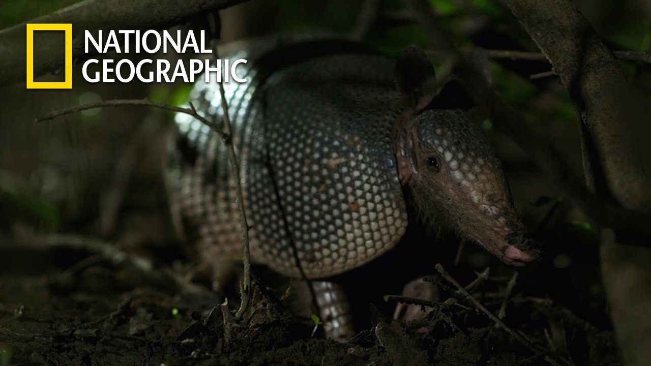 포식자들을 피해 도망치는 희귀동물 '아르마딜로'