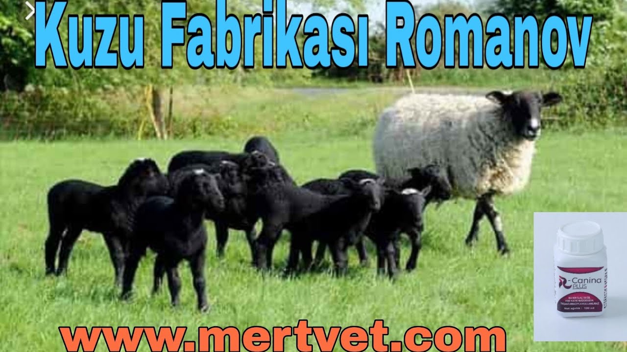 romanov kuzu makinasi youtube