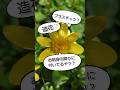 ニセモノ？春の黄色お花ヒメリュウキンカ #flowers #plants #ガーデニング