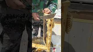 #Beekeepers, #Recording the Real Life of Beekeepers #Farmhouse Honey#16b2a