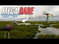 I found the UK's Most COLOURFUL Bird! #wildlife #animals #rareanimals  #uk