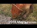 Evolution of Baby Triceratops