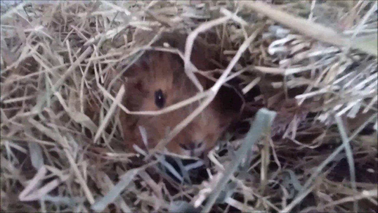 BBC Planet Earth 3 - the Golden Mole