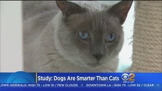 Study Finds Brains Of Dogs Have Twice As Many Neurons Than Cats