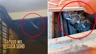 Dambuhalang Sawa, Namataang Gumagapang Sa Kisame Ng Isang Bahay? Kapuso Mo, Jessica Soho