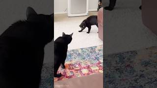 DRAMATIC CATS AND DOGS - PART 14