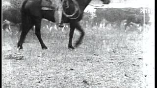Hitting The Trail (1931)