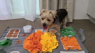 【ノーズワークマット】ゲーム感覚で楽しく遊びながら嗅覚と頭をトレーニング！