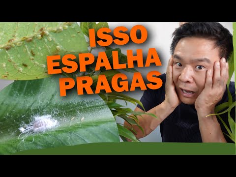 Vídeo: Pragas Comuns de Plantas Dracaena: Como Gerenciar Problemas de Pragas Dracaena