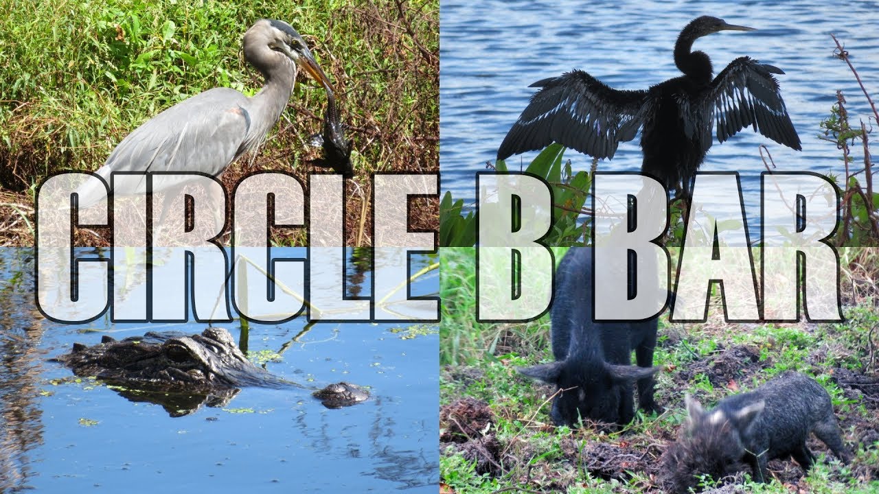 Florida Post-Cruise Adventures - Creature-Hunting w/Matt & Sandy - Circle B Bar Reserve - ParoDeeJay