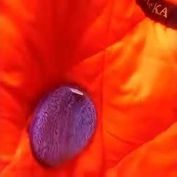 Диск Инволвер - YouTube