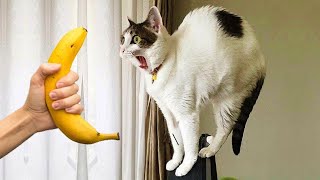 ПРИКОЛЫ С ЖИВОТНЫМИ ДО СЛЕЗ / Смешные КОТЫ 2021 / Приколы с КОТАМИ / Funny ANIMALS video #54