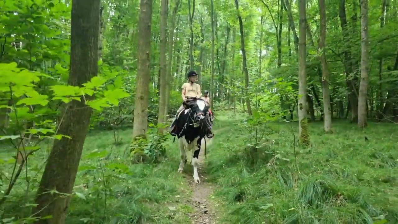 Reitkuh Annabelle der 1.große Geländeritt .