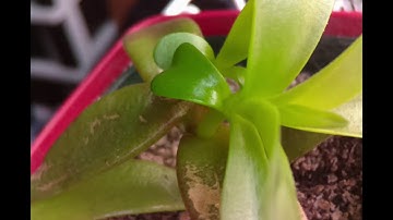 Raspberry Pi タイムラプス