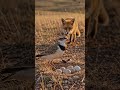 This Bird Pretends to Be Injured… to Protect Its Babies