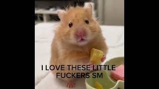 HAMMIIIS #recommended #animals #cute #hammi #shorts #cute #pets #cat #hamster #funny