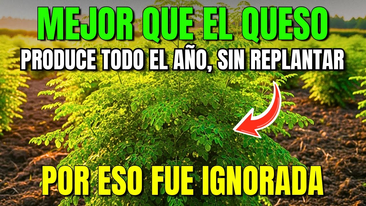 Más Saludable Que el Queso. Produce Todo el Año Y Nunca Necesita Replantarse
