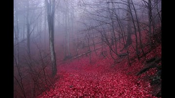 VΛllDΛI x BENEA†h MY SH▲DE - ハラキリ