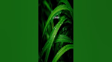 تلاوة هادئه للشيخ ياسر الدوسري إستمع لعلها تشفع لك👌😴😴💖💖#ياسر_الدوسري #غريد_الحرم_المكي #تلاوات