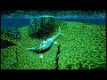 Beasts of Bermuda Silly moments.- Beasts of Bermuda