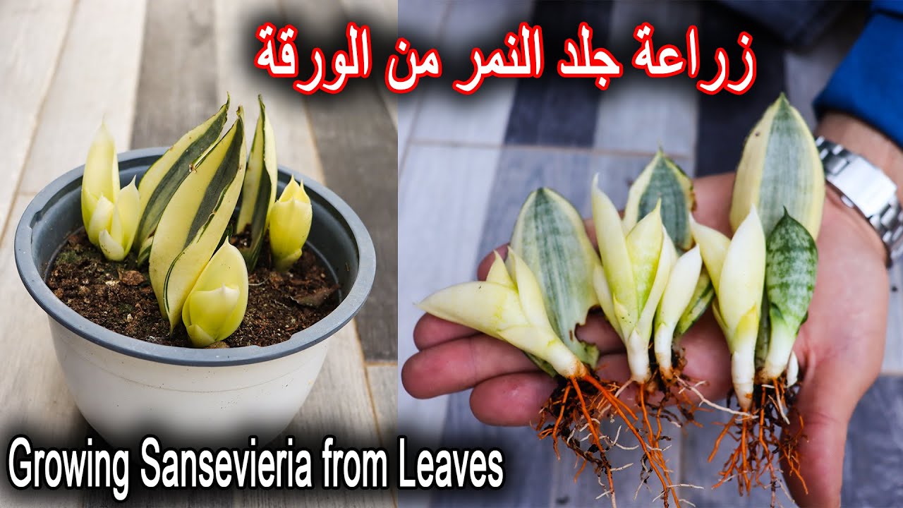 زراعة نبتة جلد النمر من الأوراق
