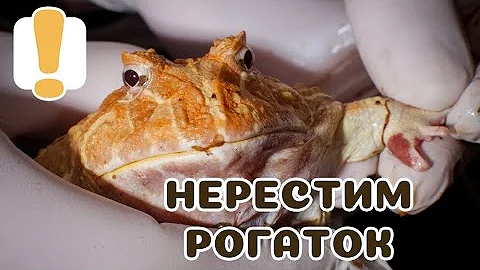 Нерестим чакских рогаток!