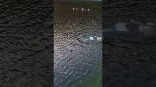 Mermaid Makes a Splash in Local Lake - Caught on Drone #realmermaid #mermaidtail #mermaid #imadethis