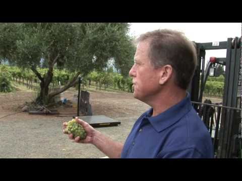 Control of European Grapevine Moth in California