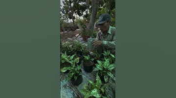 Làm cỏ trước khi bón cho cây Ngọc ngân có lá thối? #canhphong #trunquecanhphong #trangtraicanhphong