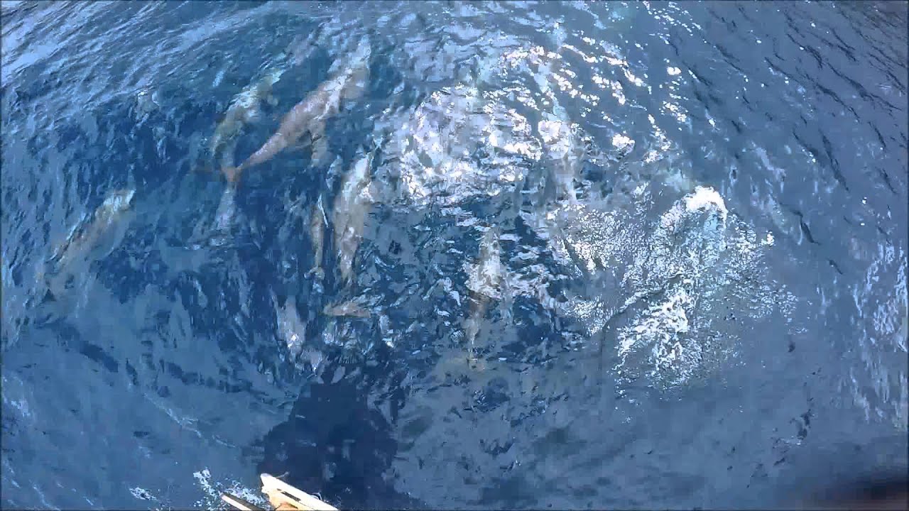 Croisière en voilier aux Grenadines: dauphins