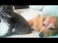 Dog and Cat Reaction to Laser Pointers - Funny Animal Reaction Videos