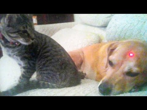 Dog and Cat Reaction to Laser Pointers - Funny Animal Reaction Videos