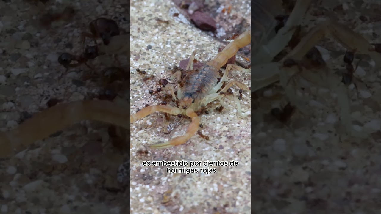 Escorpión VS Hormigas gigantes. Parte 2. 