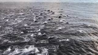 Ferry Escorted by Dolphin Pod in Horseshoe Bay, British Columbia
