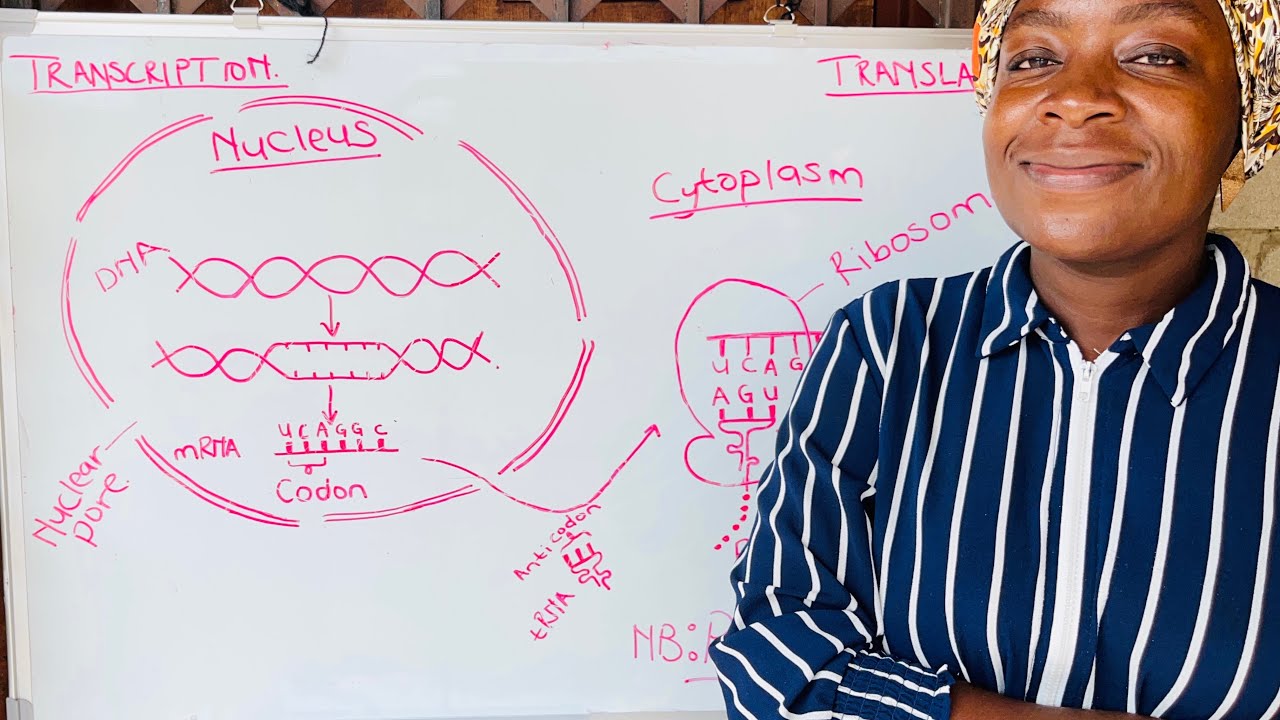 Transcription & Translation || mRNA & tRNA