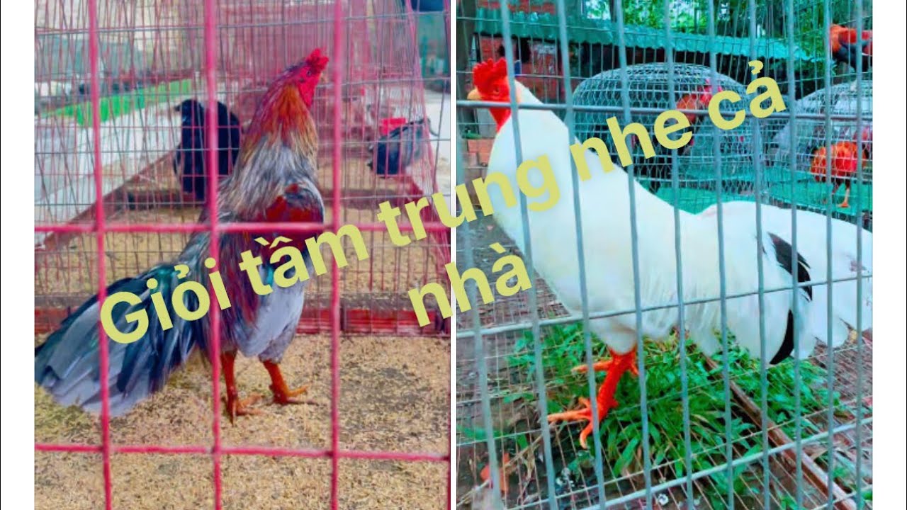 Cập nhật mới nhất ngày 19 tháng 12 bên Dân farm 71#baosting #duyenti #cambodia #hungcantho