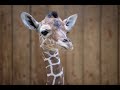 Naissance d'un girafon au Zoo de Beauval le 28 février 2022