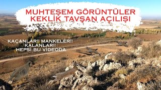 2025-2026 Kekli̇k Ve Tavşan Açilişi İndi̇k Tavşan Kalkti Kekli̇kler Telefonla Konuşurken Kalkti