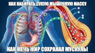 видео: ЖИРОВЫЕ и МЫШЕЧНЫЕ Клетки - КАК НАБИРАТЬ СУХУЮ МЫШЕЧНУЮ МАССУ и ЖЕЧЬ ЖИР СОХРАНАЯ МУСКУЛЫ картинка: ЖИРОВЫЕ и МЫШЕЧНЫЕ Клетки - КАК НАБИРАТЬ СУХУЮ МЫШЕЧНУЮ МАССУ и ЖЕЧЬ ЖИР СОХРАНАЯ МУСКУЛЫ