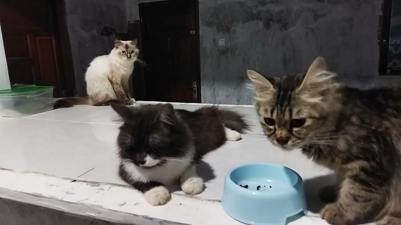 part 2 keluarga anabul