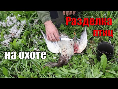 Видео: Как разделывать и готовить птиц на охоте