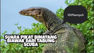 SUARA PIKAT BIAWAK DARI ANGIN SCUBA | DIKOMBINASIKAN DG B44NGK4I UDANG |DIJAMIN 100 % AMPUH