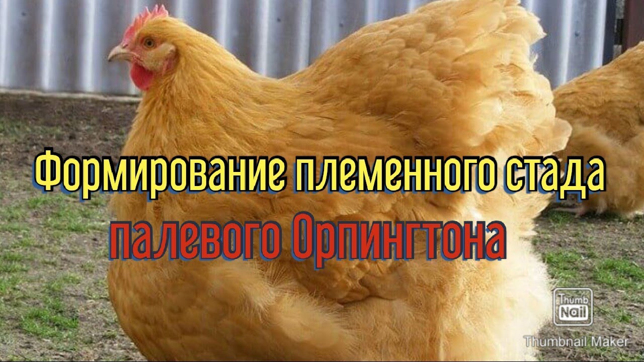 Крупно яичные породы кур. Орпингтон палевый. Орпингтон золотой. Орпингтоны куры. Куры породы Орпингтон.