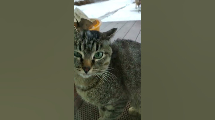 Cat sound to attract cats. realistic multiple meows/kitten - funny cats
